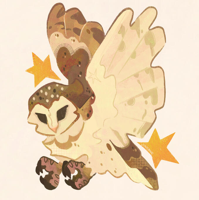 Barn Owl Barn Owl