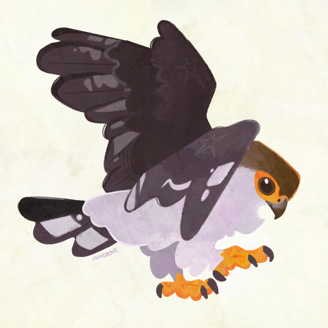 White Rumped Falcon