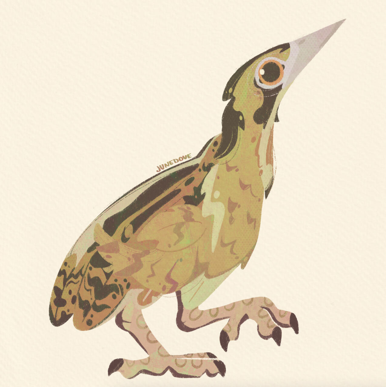 Eurasian Bittern