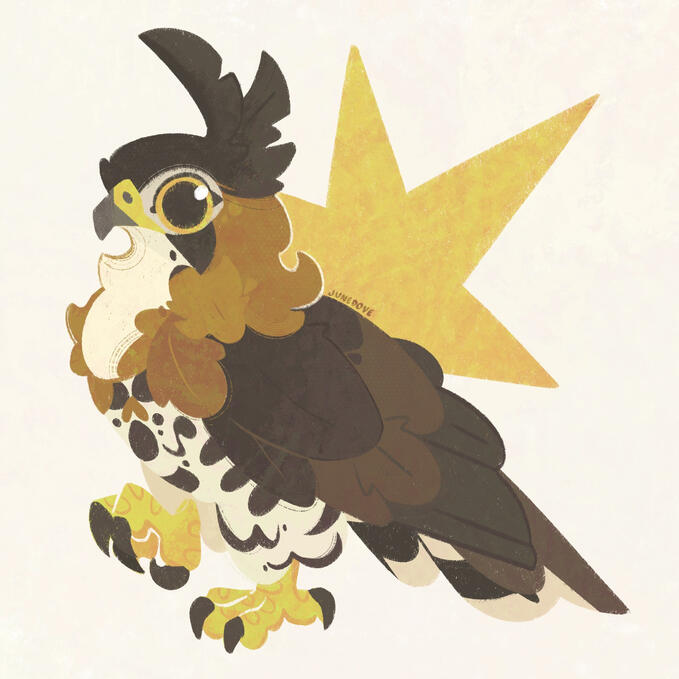 Ornate Hawk Eagle Ornate Hawk Eagle